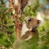 Koala - Phascolarctos cinereus o3326